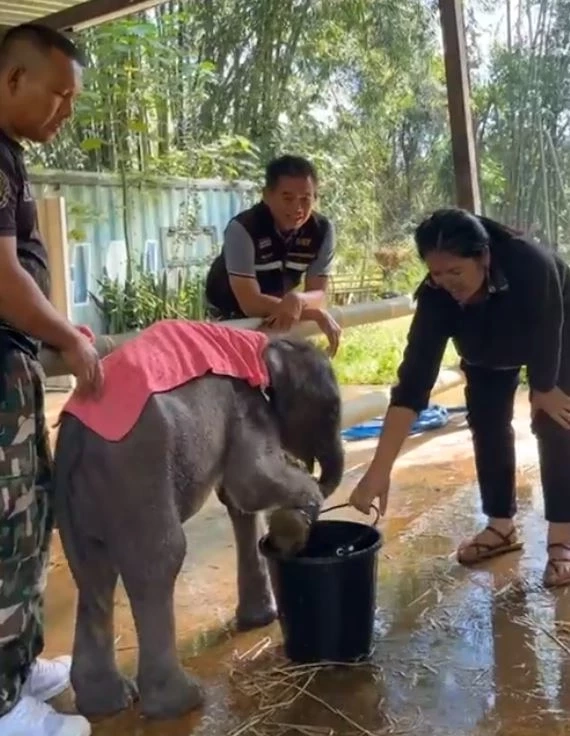 "น้องกันยา" ลูกช้างป่าพลัดหลง ถึงฟาร์มช้างเชียงใหม่ โดยสวัสดิภาพ