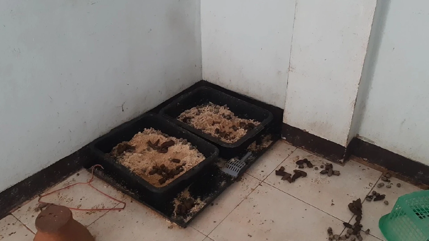 ผงะ! เจอแมว 30 ตัว สภาพหิวโซ ถูกทิ้งในห้องพักคอนโด ติดต่อเจ้าของไม่ได้