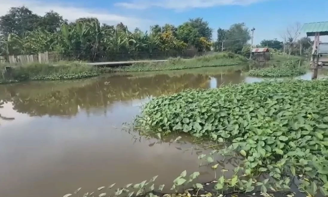 ชาวบ้านผวา สัตว์ขนาดใหญ่โผล่กลางคลอง คาดเป็นจระเข้ วอน จนท.ช่วยตรวจสอบ