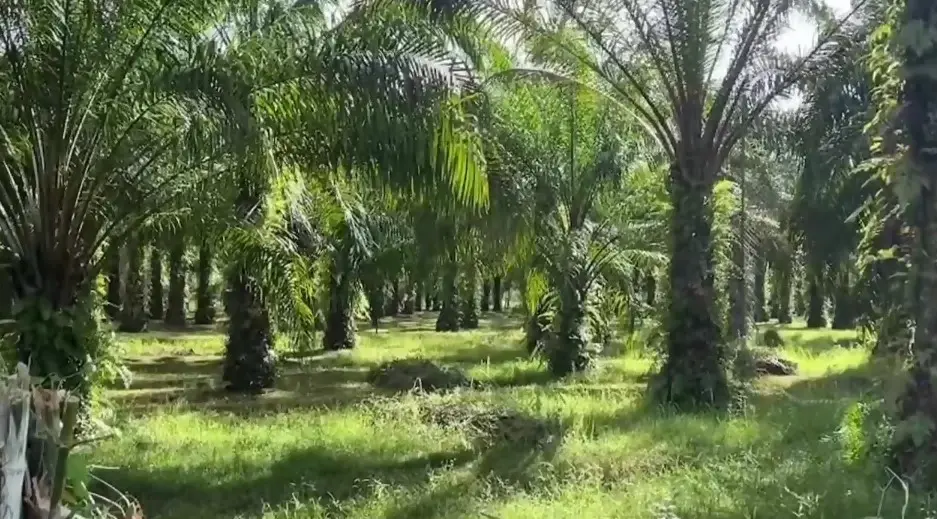 ลุงชาวสวนปาล์มสตูลเผย ต้นปาล์มในคลิปเสี่ยแป้ง ไม่ใช่ที่สตูล เชื่ออยู่ไทย