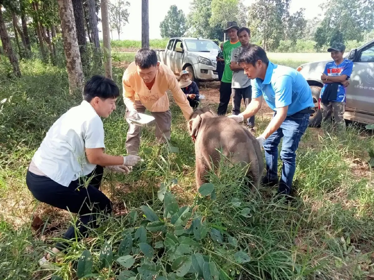 พบลูกช้างพลัดหลง สภาพอิดโรย ใกล้อุทยานฯ ทับลาน สัตวแพทย์เข้าดูแลใกล้ชิด