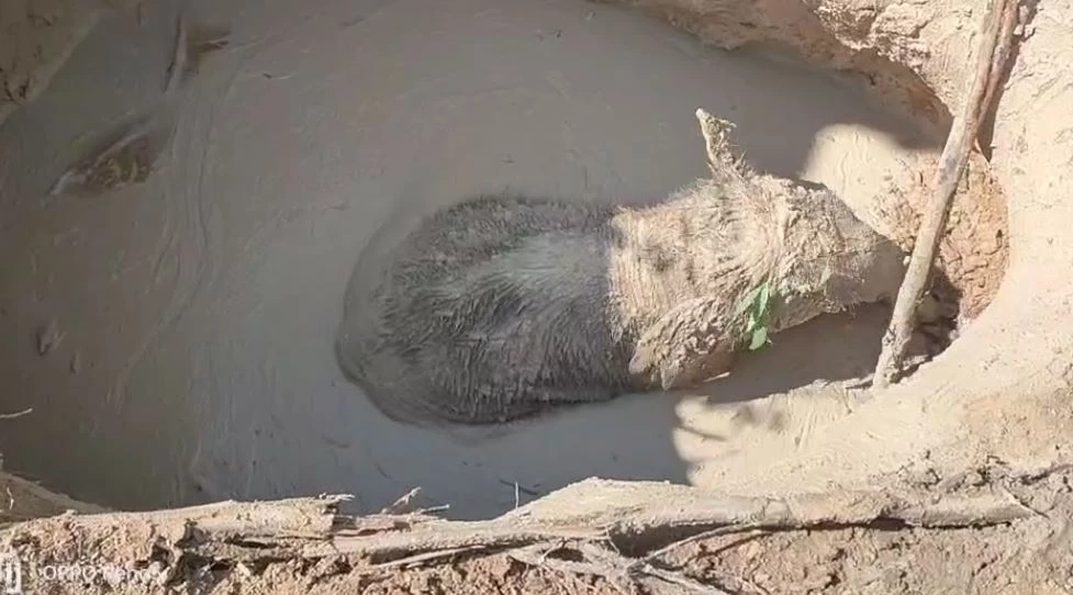 &quot;น้องมีนา&quot; ลูกช้างป่าพลัดหลง