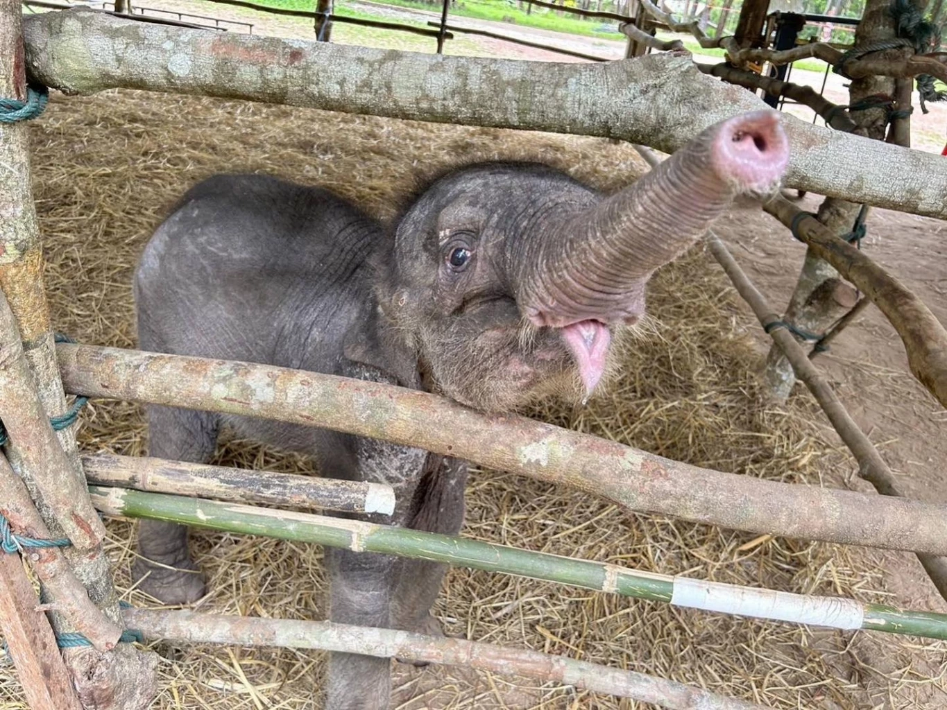 "น้องกันยา" ฝึกขึ้นรถเคลื่อนย้าย เตรียมเดินทางไปอยู่กับ "แม่รับ" ที่เชียงใหม่