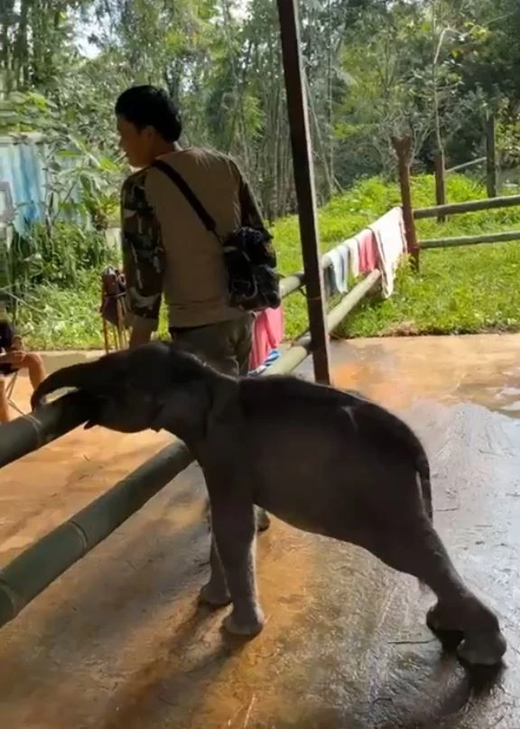 "น้องกันยา" ลูกช้างป่าพลัดหลง ถึงฟาร์มช้างเชียงใหม่ โดยสวัสดิภาพ