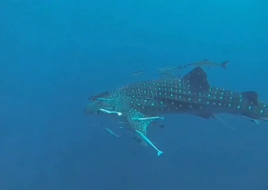ภาพโดย BB divers Koh Chang 
