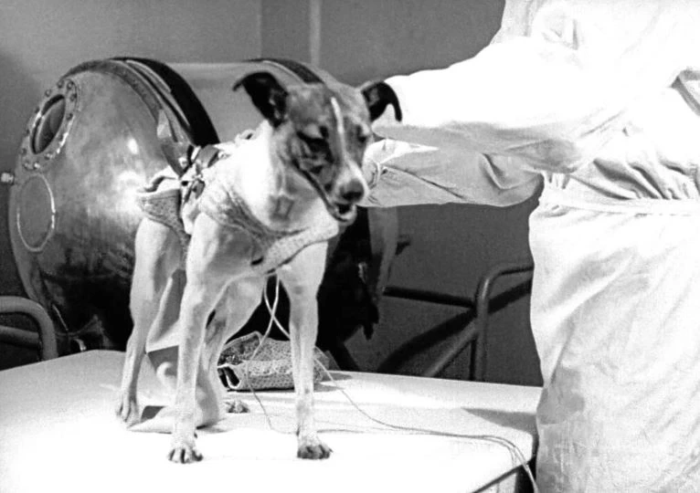 3 พ.ย. รำลึก "ไลก้า" สุนัขตัวแรกถูกส่งขึ้นสู่อวกาศ กับภารกิจโคจรรอบโลก