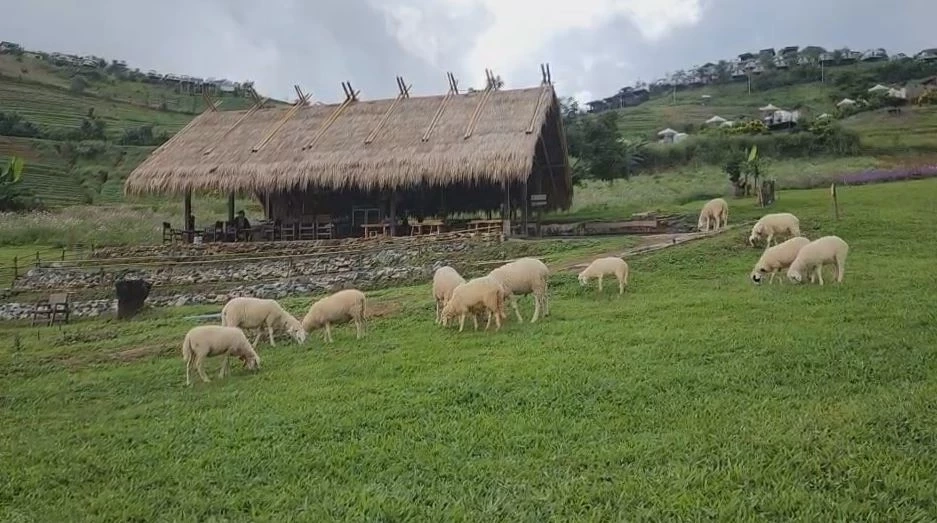 นทท.แห่สัมผัสอากาศหนาวเย็น ชมทุ่งดอกไม้เมืองหนาว ฟาร์มแกะ บนดอยม่อนแจ่ม