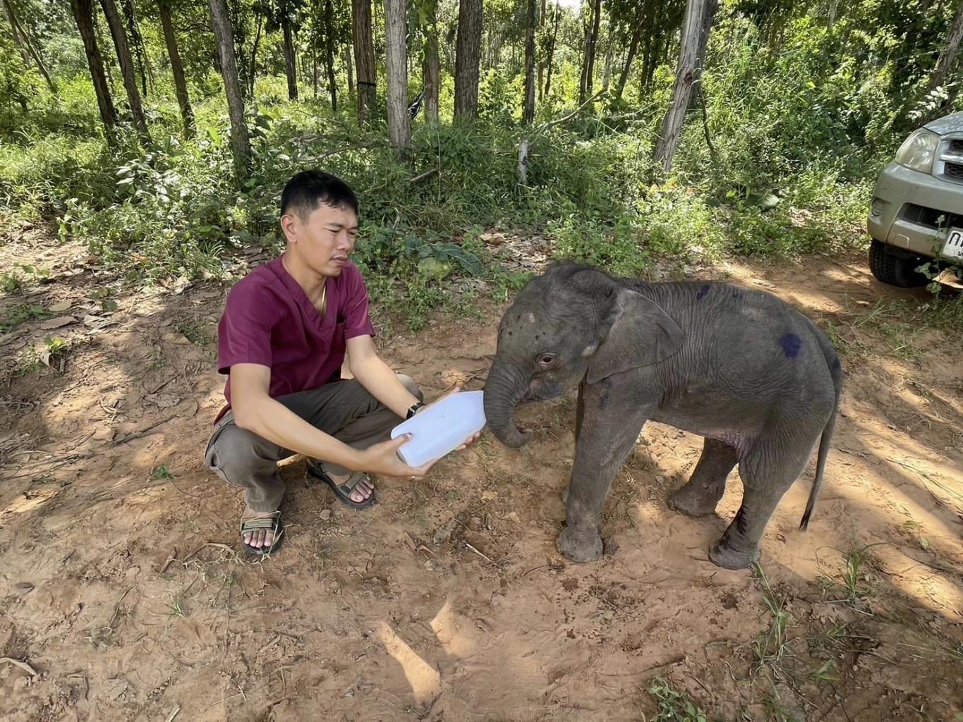 อัปเดต "ลูกช้างป่าทับลาน" เจ็บขาหลัง เตรียมย้ายไปหน่วยพิทักษ์ฯ ตลิ่งชัน