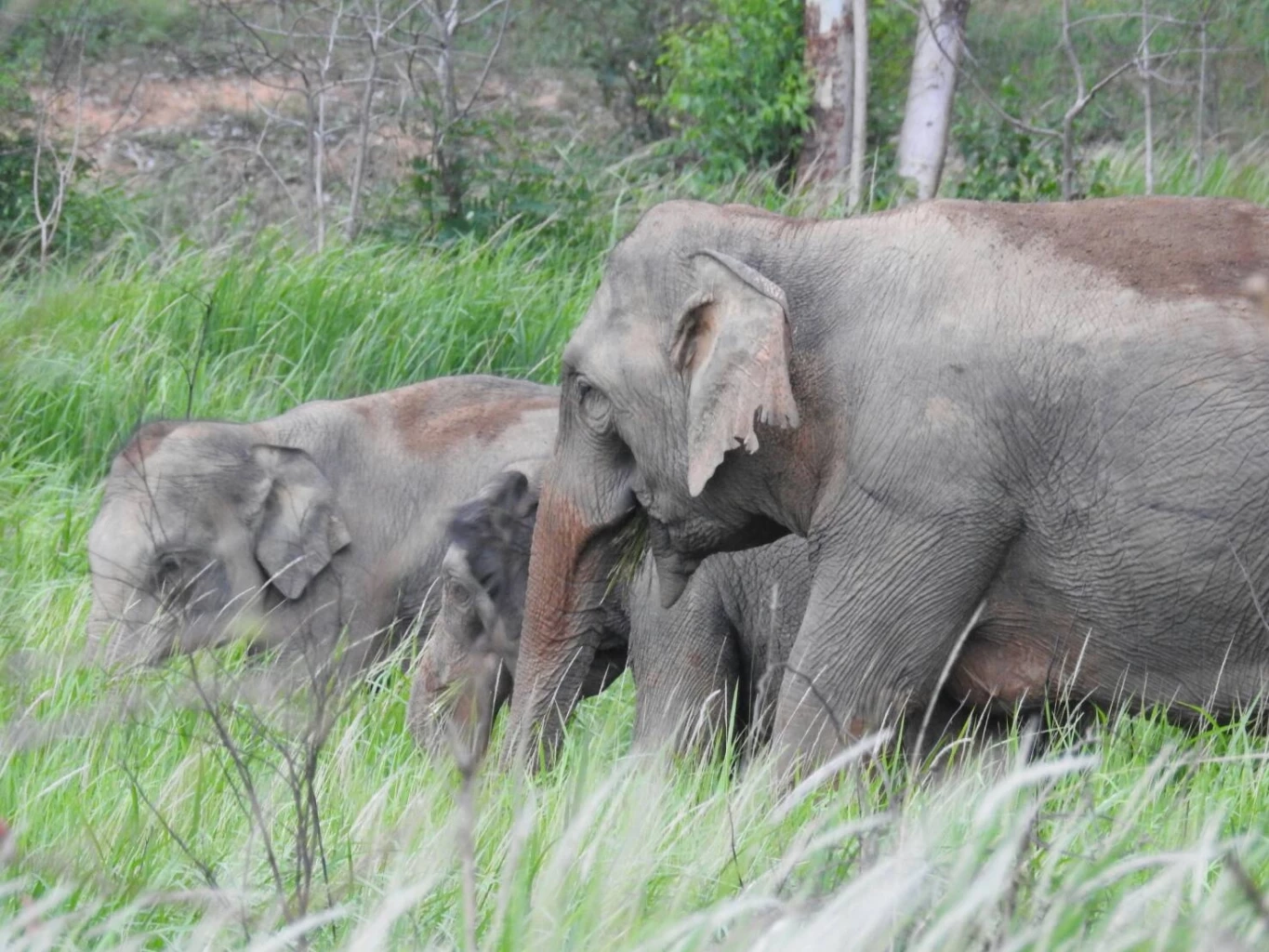 เปิดสาเหตุหลัก 2 ประการ ทำไมแม่ช้างป่าทิ้งลูก?