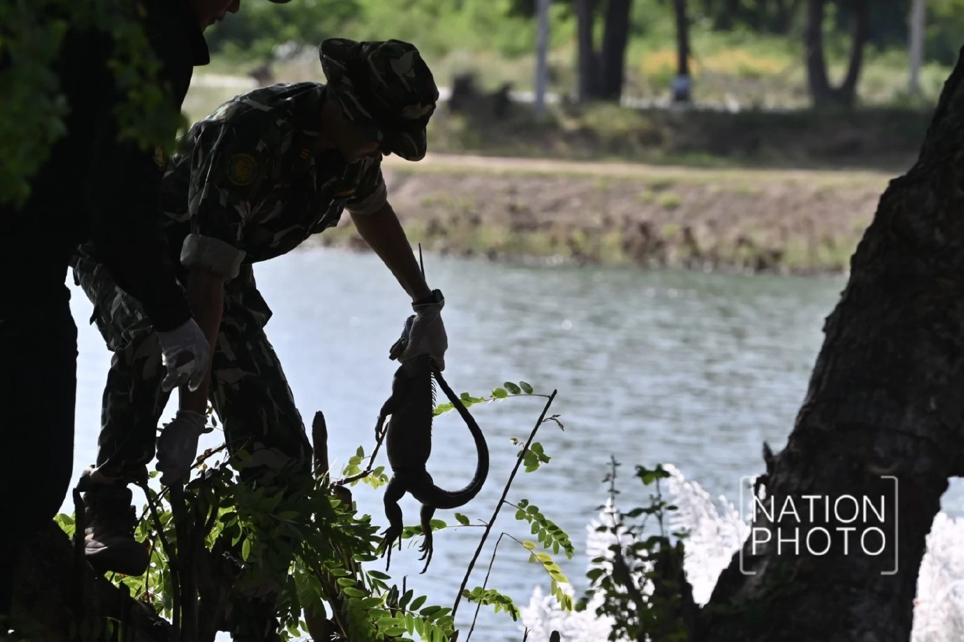 เอาจริง! ประกาศห้ามนำเข้า &quot;อีกัวน่า&quot; ทุกชนิด หลังพบแพร่พันธุ์หนัก
