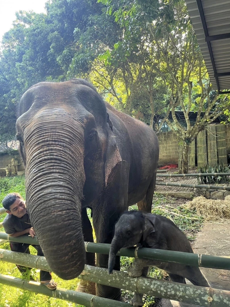 &quot;น้องกันยา&quot; สร้างความคุ้นเคยกับ &quot;บัวตอง&quot; ช้างแม่รับ