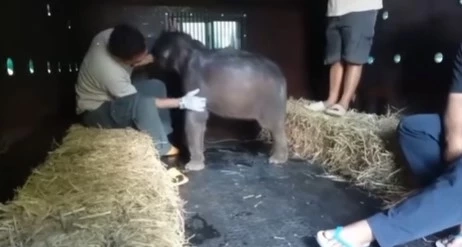 "น้องกันยา" ฝึกขึ้นรถเคลื่อนย้าย เตรียมเดินทางไปอยู่กับ "แม่รับ" ที่เชียงใหม่