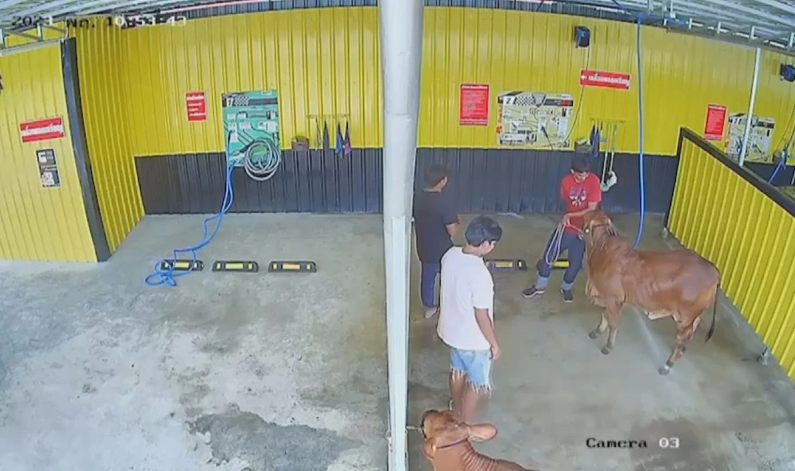 เปิดใจเจ้าของคาร์แคร์ หลังลูกค้าพาน้องวัวมาอาบน้ำ สร้างรอยยิ้มในโซเชียล