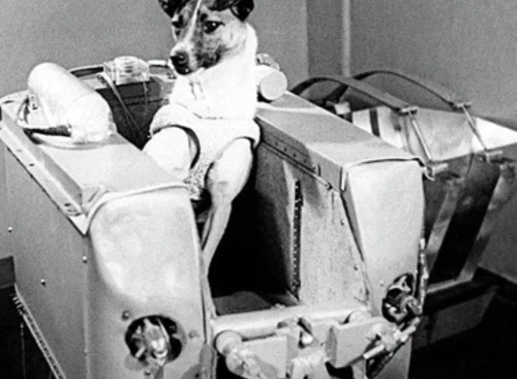 3 พ.ย. รำลึก "ไลก้า" สุนัขตัวแรกถูกส่งขึ้นสู่อวกาศ กับภารกิจโคจรรอบโลก