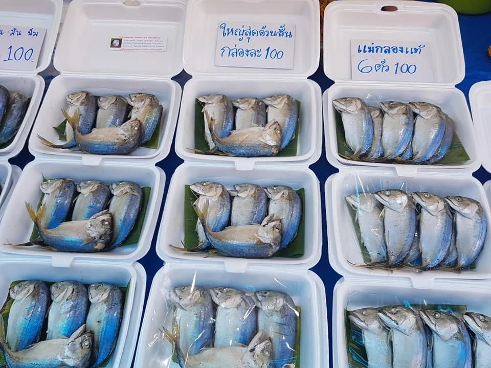 ปลาทูแม่กลอง