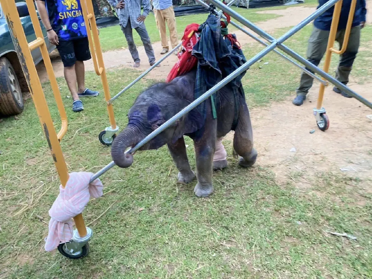 สุดเศร้า "น้องเดือน" ลูกช้างป่าพลัดหลงทับลาน เสียชีวิตแล้ว