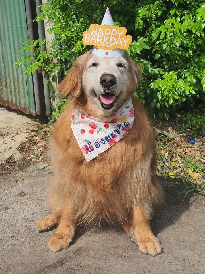 มะขวิด สุนัขแสนรู้ 