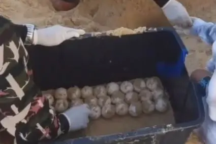 ข่าวดีส่งท้ายปี! "แม่เต่ามะเฟือง" ขึ้นวางไข่ 139 ฟอง ที่หาดเขาหน้ายักษ์