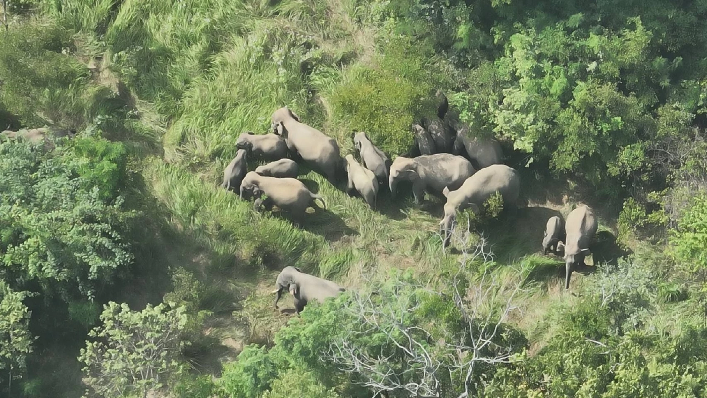 เร่งผลักดันช้างป่าทับลาน รวมโขลงกว่า 60 ตัว บุกไร่ชาวบ้านครบุรีโคราช