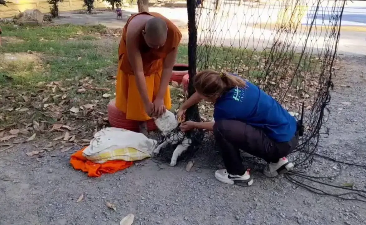 นุดเราออกไม่ได้! สุนัขวัดซุกซน ติดตาข่าย พระกับกู้ภัยช่วยจนปลอดภัย