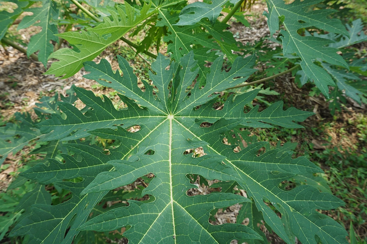 น้ำต้มใบมะละกอ รักษามะเร็ง