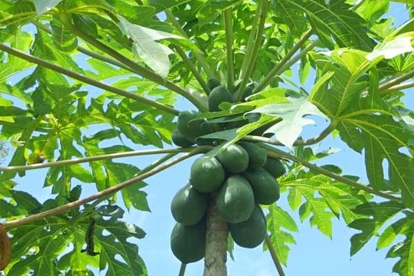 น้ำต้มใบมะละกอ