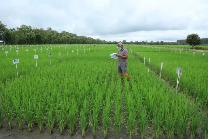ข้าวไทยไม่แพ้ใคร "กรมการข้าว" เตรียมประกาศรับรอง 8 สายพันธุ์ ที่ตลาดต้องการ
