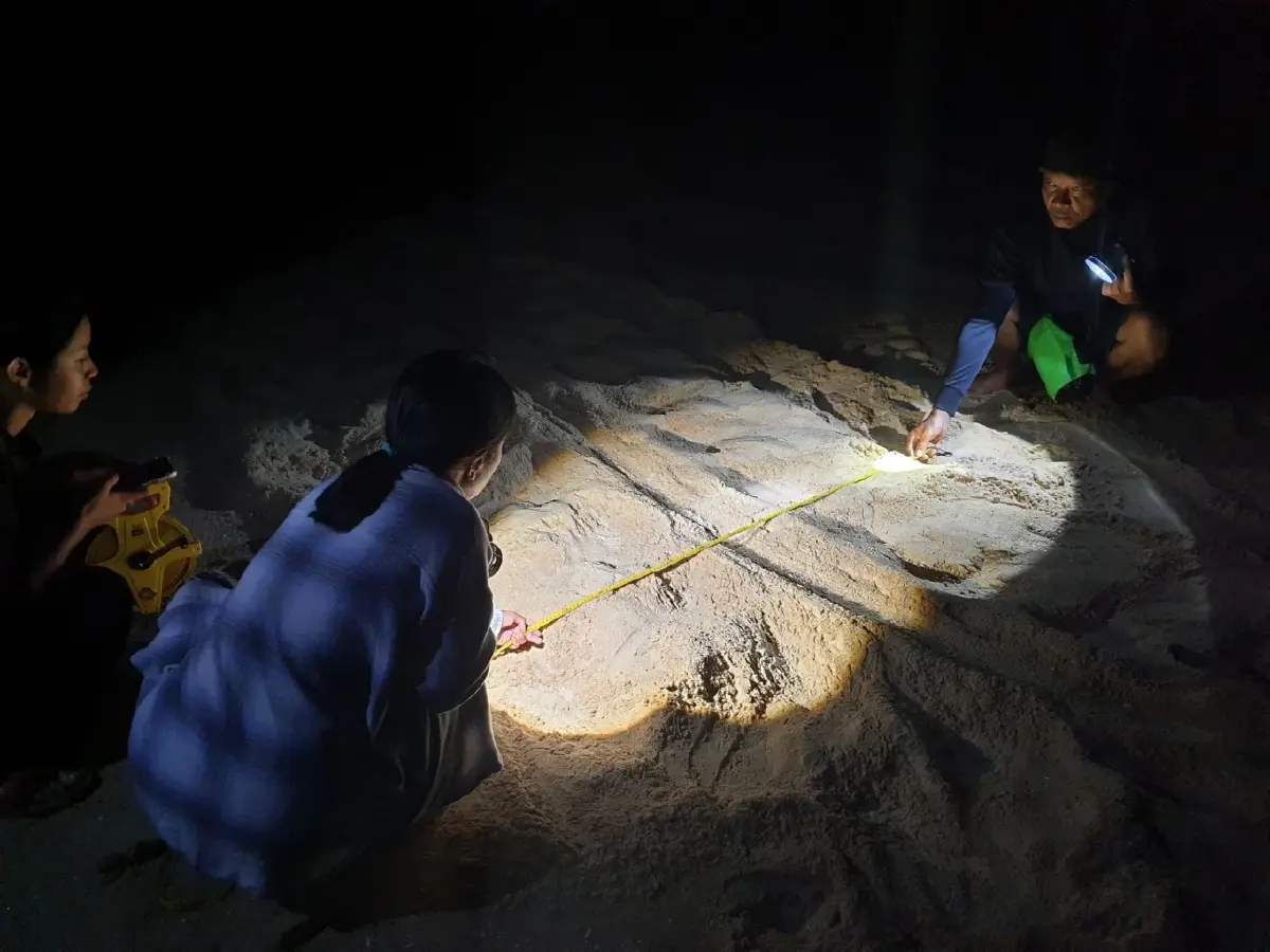 ข่าวดีส่งท้ายปี! "แม่เต่ามะเฟือง" ขึ้นวางไข่ 139 ฟอง ที่หาดเขาหน้ายักษ์