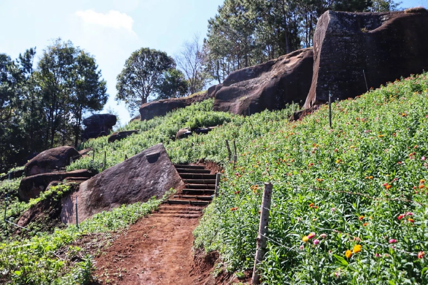 ดอกกระดาษ-กุหลาบพันปี ที่ "ภูหินร่องกล้า" เริ่มบานแล้ว นักท่องเที่ยวแห่ชมคึกคัก