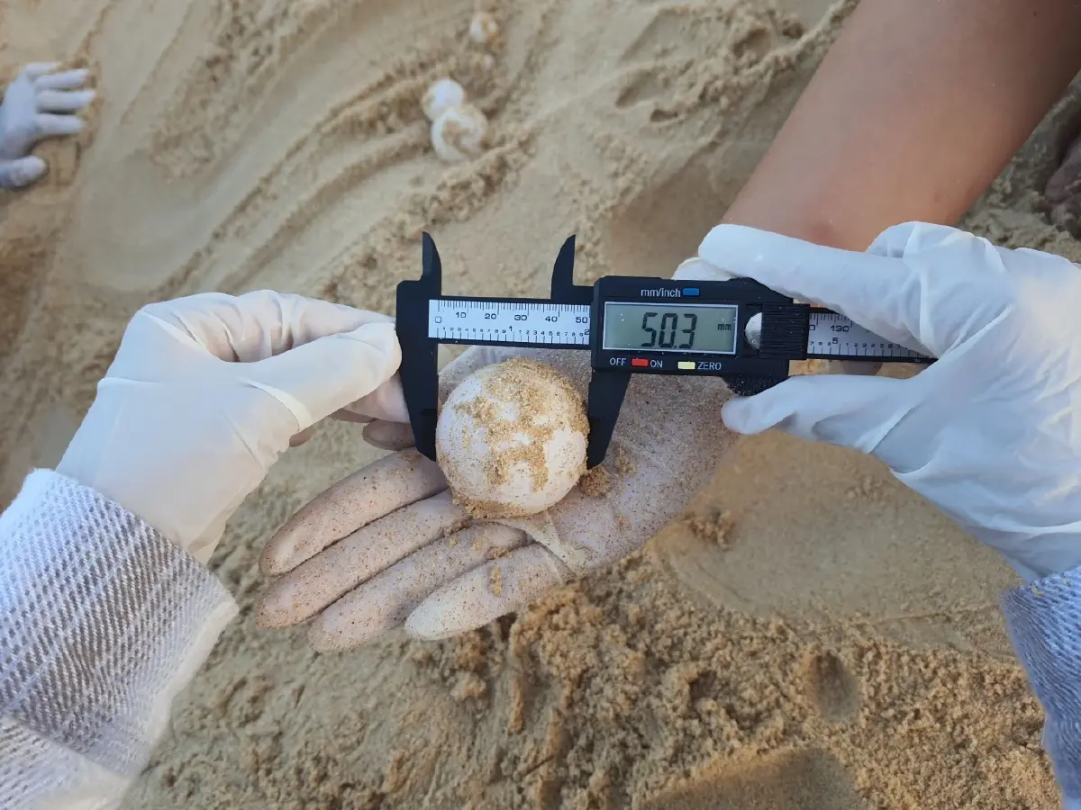 ข่าวดีส่งท้ายปี! "แม่เต่ามะเฟือง" ขึ้นวางไข่ 139 ฟอง ที่หาดเขาหน้ายักษ์