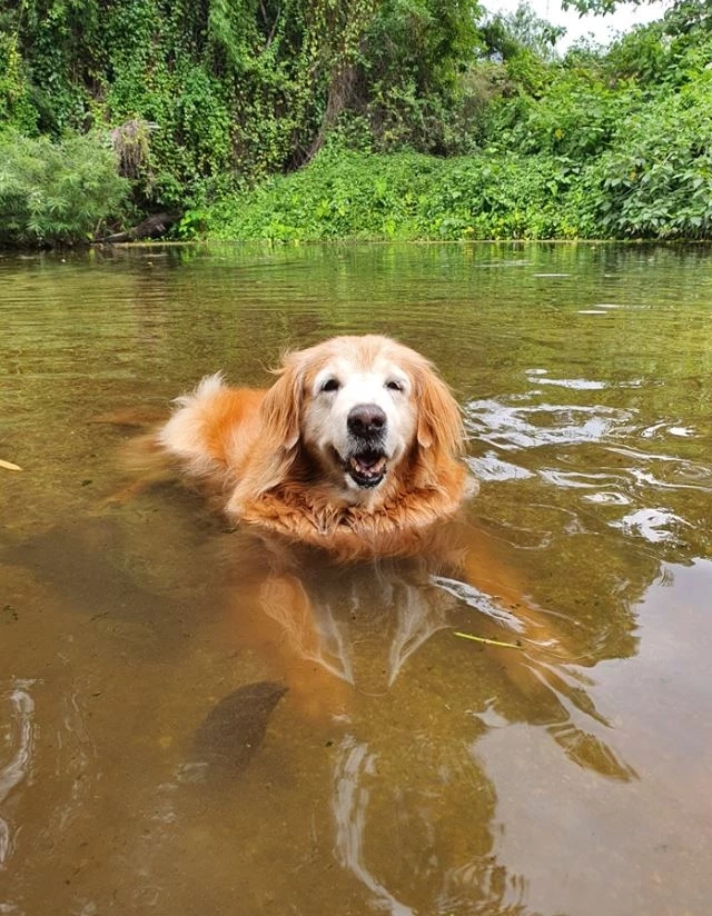 มะขวิด สุนัขแสนรู้ 