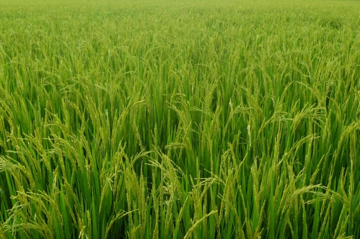 ข้าวไทยไม่แพ้ใคร "กรมการข้าว" เตรียมประกาศรับรอง 8 สายพันธุ์ ที่ตลาดต้องการ