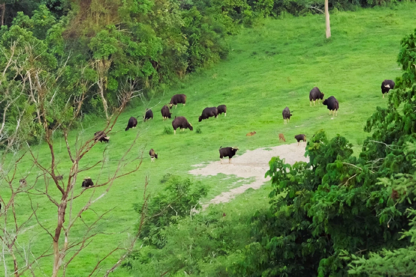 นทท.แห่รับลมหนาว ส่องดูฝูงกระทิงเขาแผงม้า ที่วังน้ำเขียวกันคึกคัก