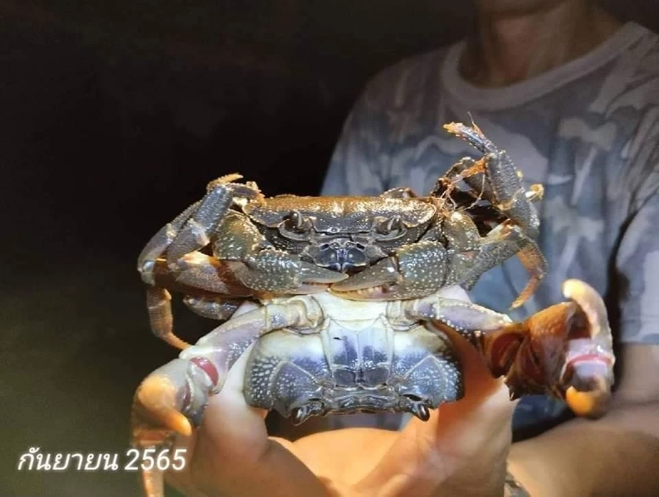 อุดมสมบูรณ์! พบ "ลูกเต่าปูลู-ปูเจ้าพ่อหลวง" สัตว์ป่าหายาก ในป่าวังโป่ง-ชนแดน