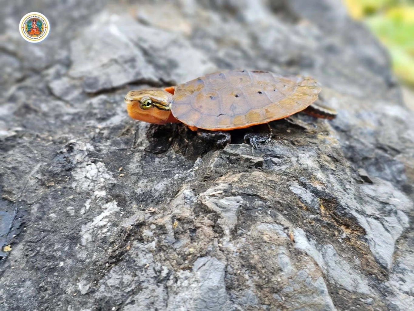 อุดมสมบูรณ์! พบ "ลูกเต่าปูลู-ปูเจ้าพ่อหลวง" สัตว์ป่าหายาก ในป่าวังโป่ง-ชนแดน