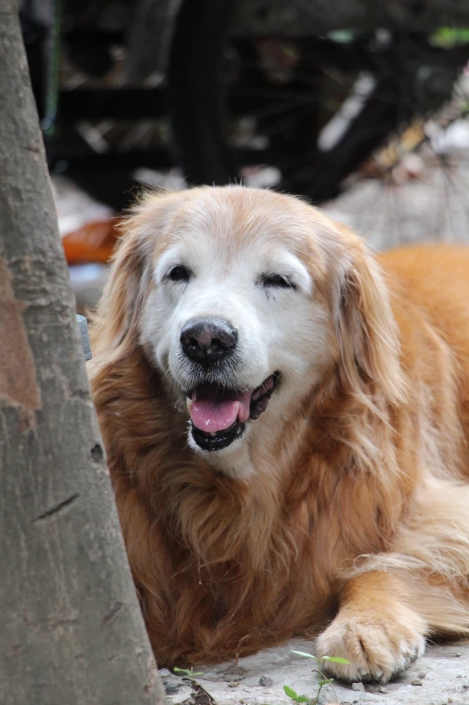 มะขวิด สุนัขแสนรู้ 