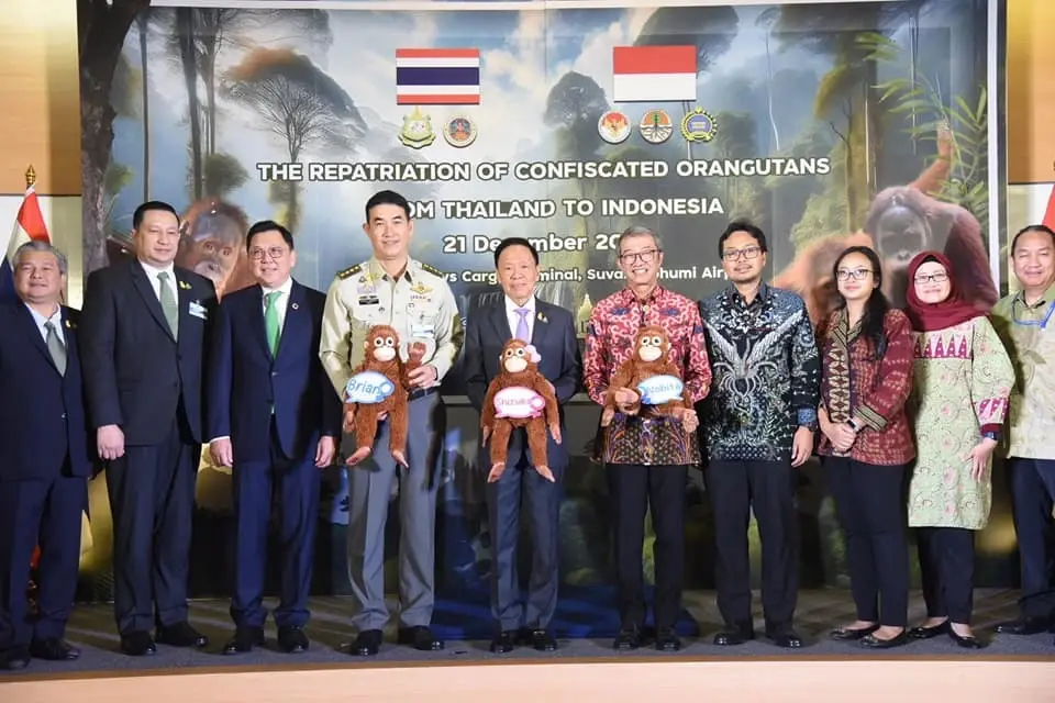 กรมอุทยานฯ ส่ง "โนบิตะ-ชิซุกะ-ไบรอัล" 3 ลิงอุรังอุตังของกลาง กลับอินโดนีเซีย