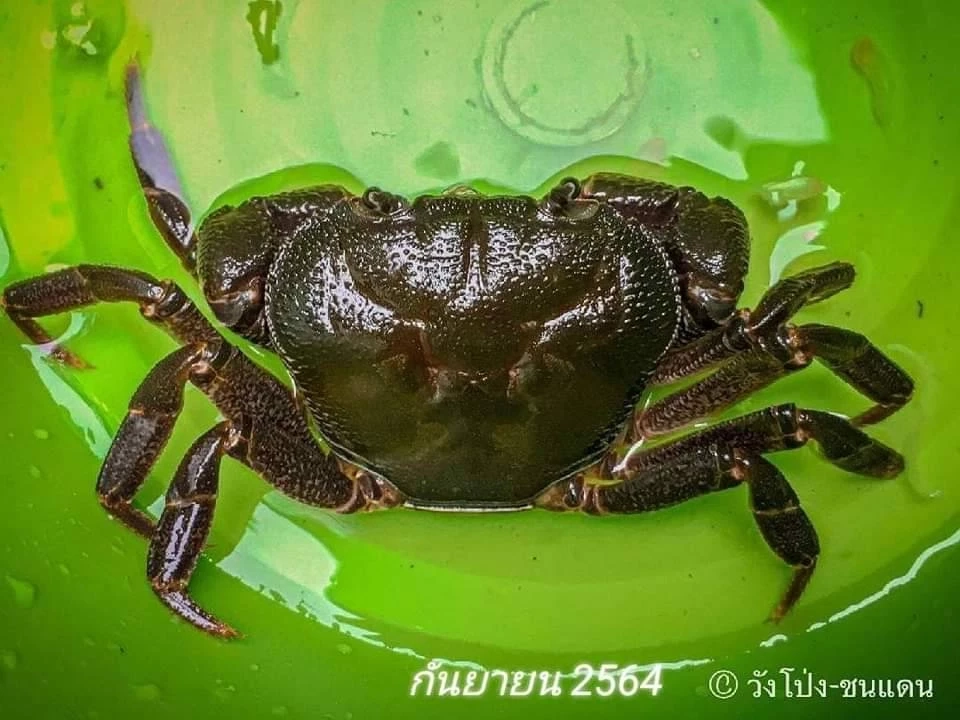 อุดมสมบูรณ์! พบ "ลูกเต่าปูลู-ปูเจ้าพ่อหลวง" สัตว์ป่าหายาก ในป่าวังโป่ง-ชนแดน