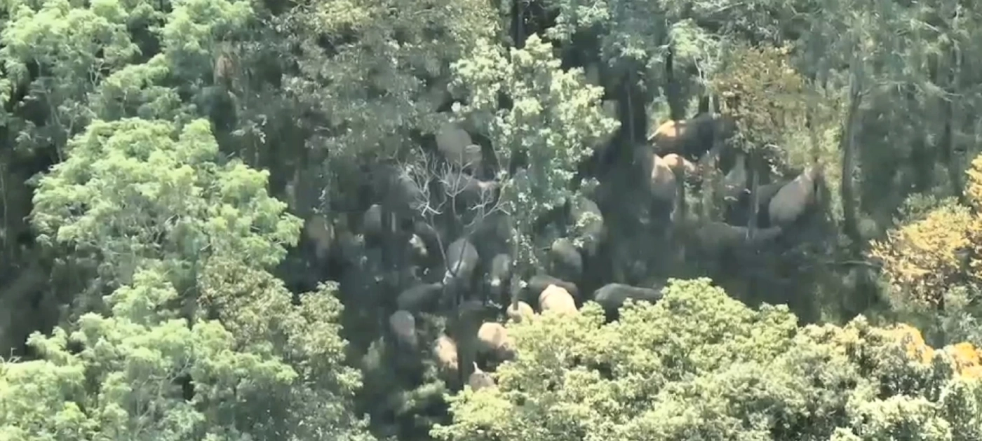 เร่งผลักดันช้างป่าทับลาน รวมโขลงกว่า 60 ตัว บุกไร่ชาวบ้านครบุรีโคราช