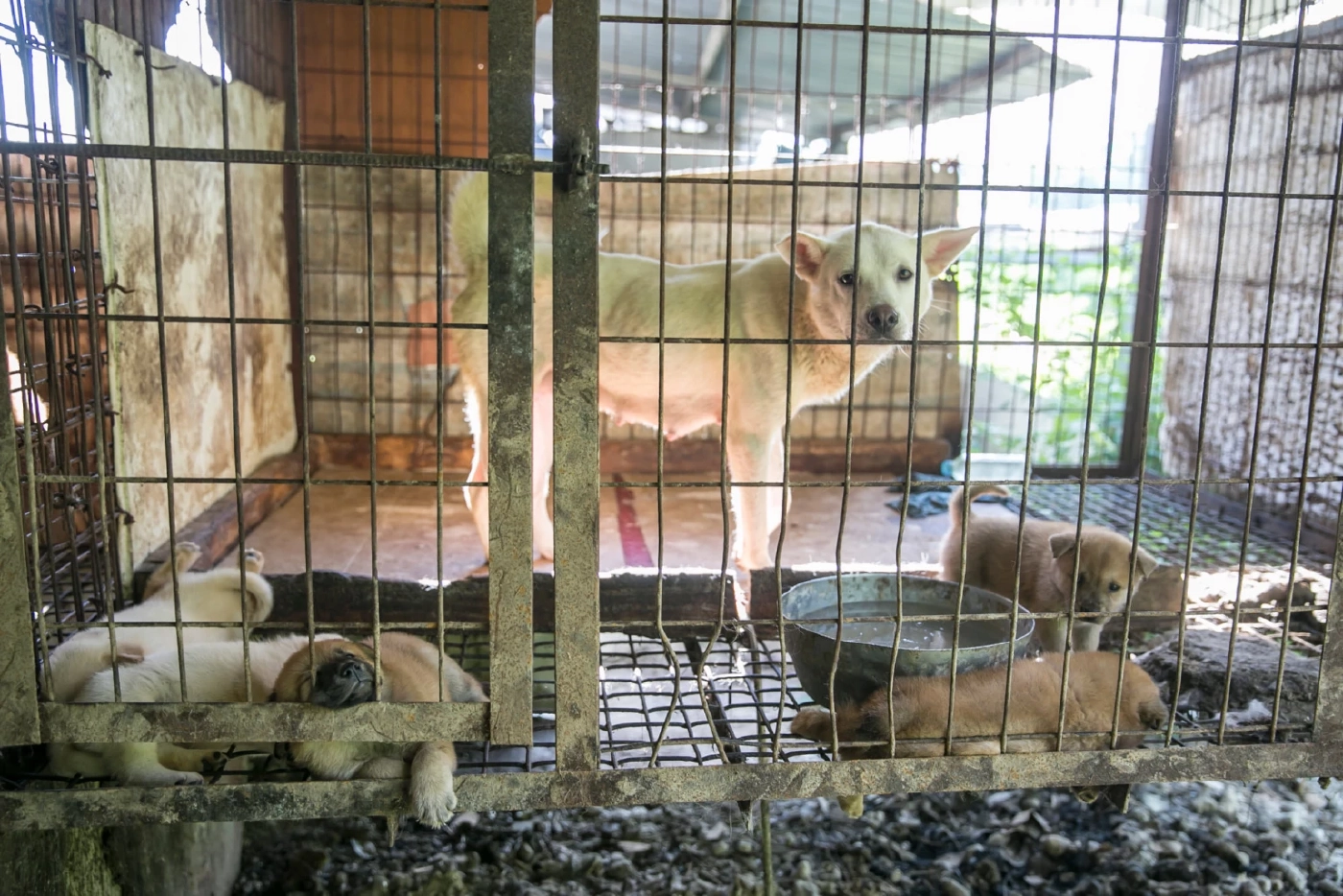 เกาหลีใต้สร้างประวัติศาสตร์ ผ่านกฎหมายห้ามกินเนื้อสุนัข