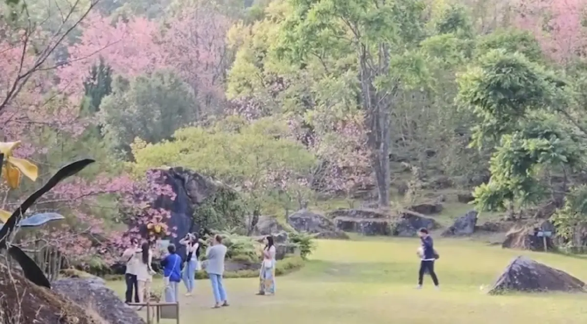 แห่ชม "ดอกนางพญาเสือโคร่ง" บานสะพรั่งอวดโฉม ที่ดอยอินทนนท์