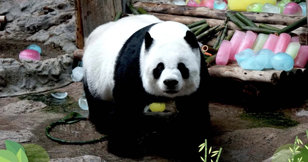 คนไทยอยากได้ไหม? "หมีแพนด้า" ในประเทศไทย อีกหนึ่งของขวัญจากนายกฯ เศรษฐา