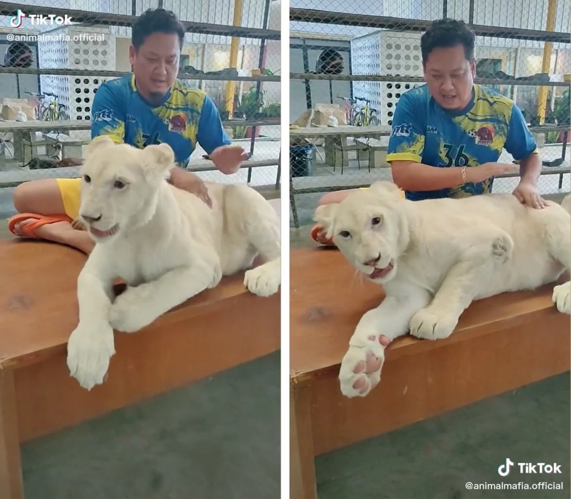 เมื่อเลี้ยงแมวธรรมดาไป เลี้ยง "สิงโต" เลยให้จบ ๆ รู้ไหมจะเลี้ยงต้องทำยังไง