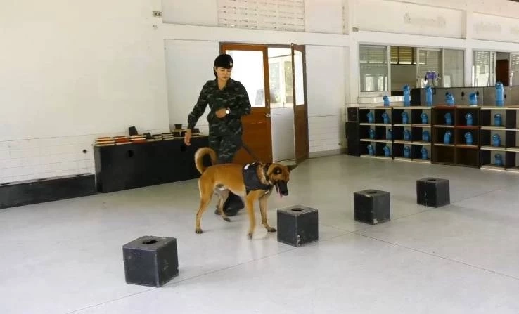 เจ้าหน้าที่สาธิตวิธีการฝึกสุนัข