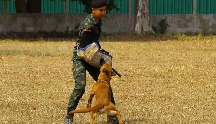 เจ้าหน้าที่สาธิตวิธีการฝึกสุนัข