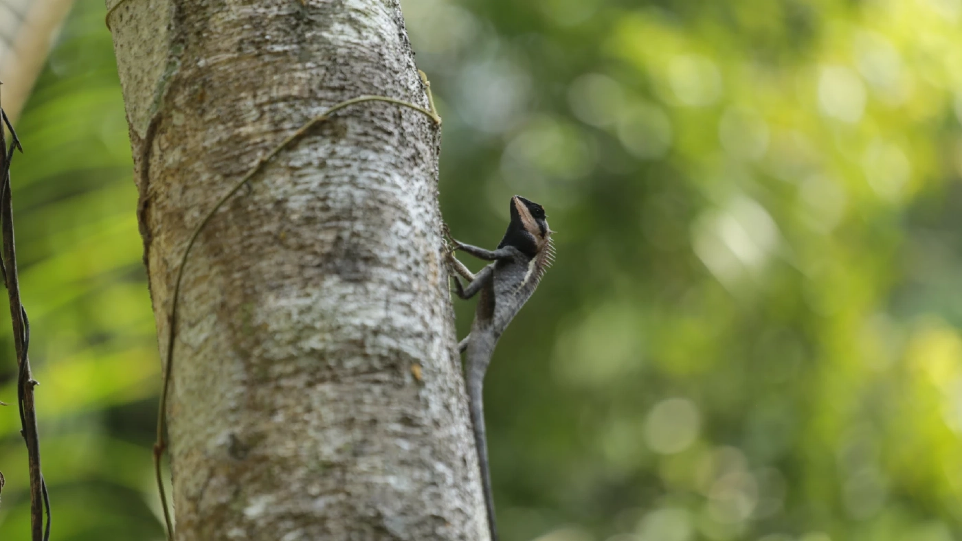 ชวนเดินป่าพักใจที่ "เขาใหญ่" ทิ้งความวุ่นวายสูดอากาศธรรมชาติให้เต็มปอด