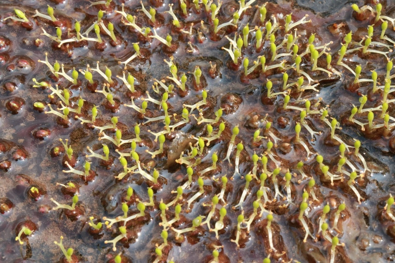 ชมความงาม "ดอกศิลาวารี" สัมผัสชีวิตสโลว์ไลฟ์ ที่ป่าคลองชมพู อช.ทุ่งแสลงหลวง