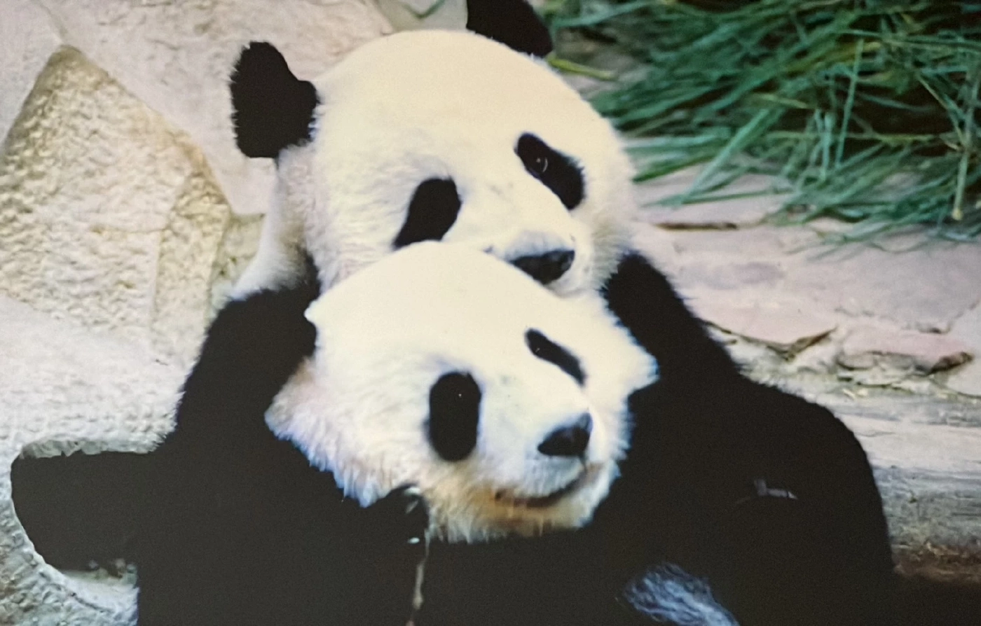 สวนสัตว์เชียงใหม่ พร้อมดูแล "หมีแพนด้า" ตัวใหม่ การันตีประสบการณ์ 20 ปี