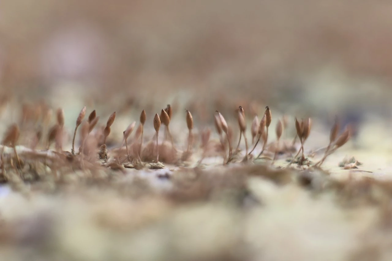 ชมความงาม "ดอกศิลาวารี" สัมผัสชีวิตสโลว์ไลฟ์ ที่ป่าคลองชมพู อช.ทุ่งแสลงหลวง