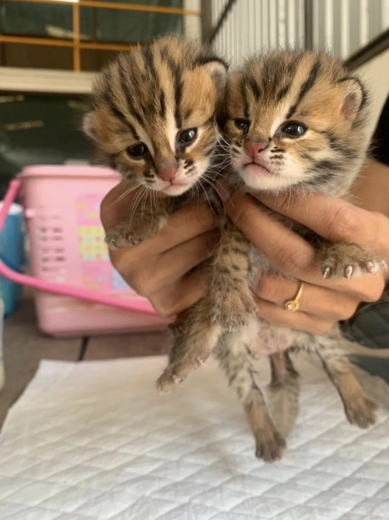 เจ้าหน้าที่ช่วย "ลูกแมวดาว" 2 ตัว พลัดหลงจากแม่ในป่าไร่อ้อย